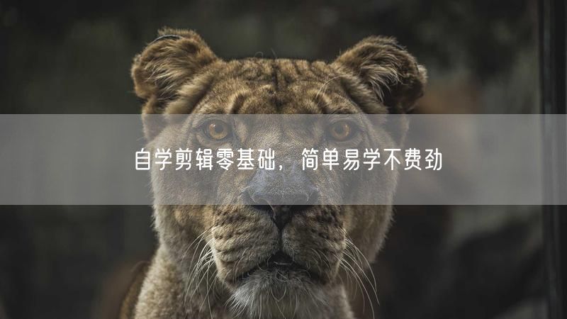 自学剪辑零基础，简单易学不费劲